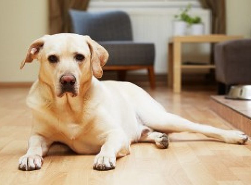 carpet-cleaning-pet-owners
