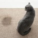 How to clean dried cat urine from carpet?